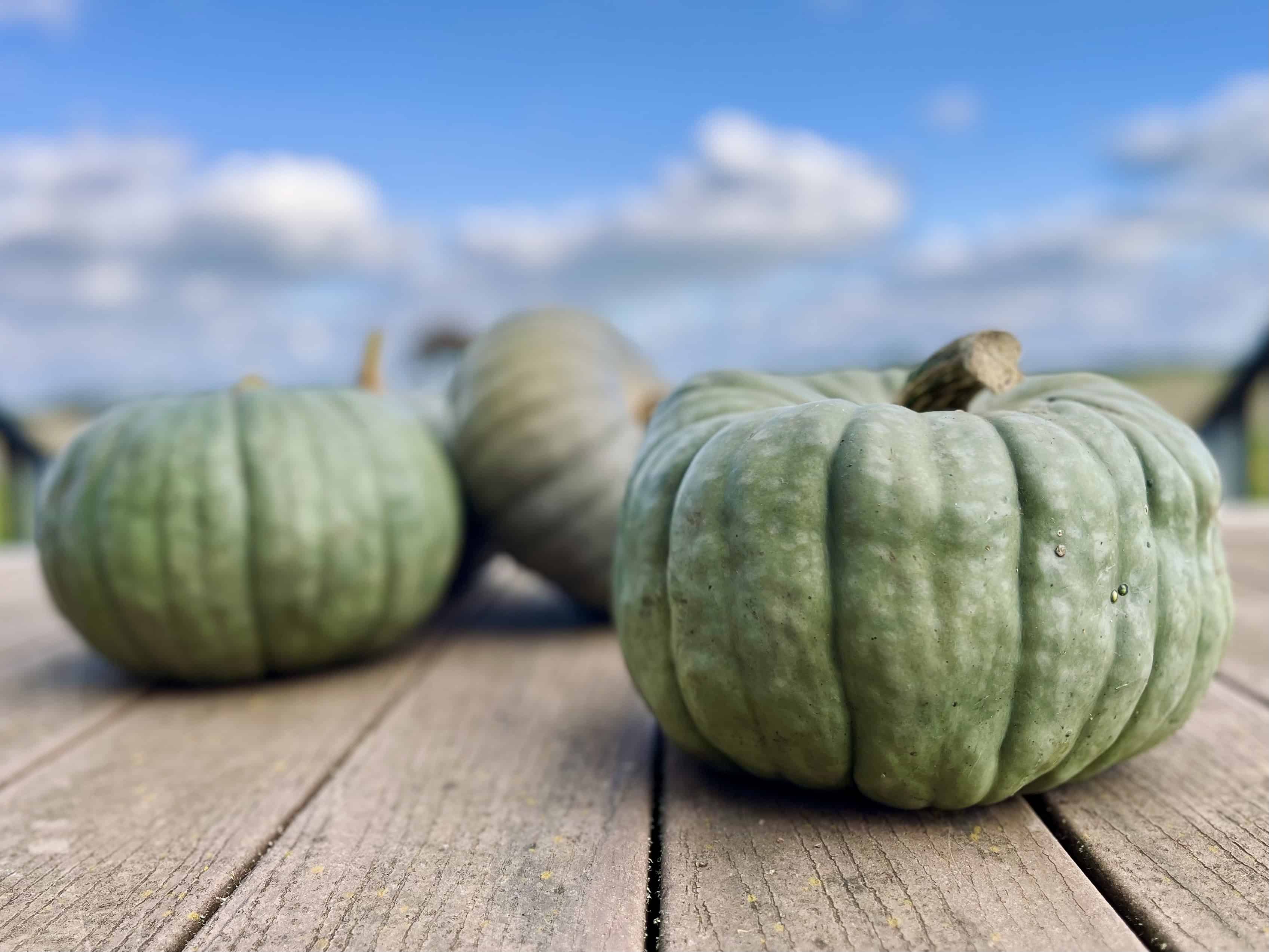 Pumpkin varieties: Jarrahdale pumpkins