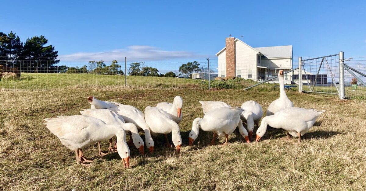 Gaggle of geese on the Silverholme lawns