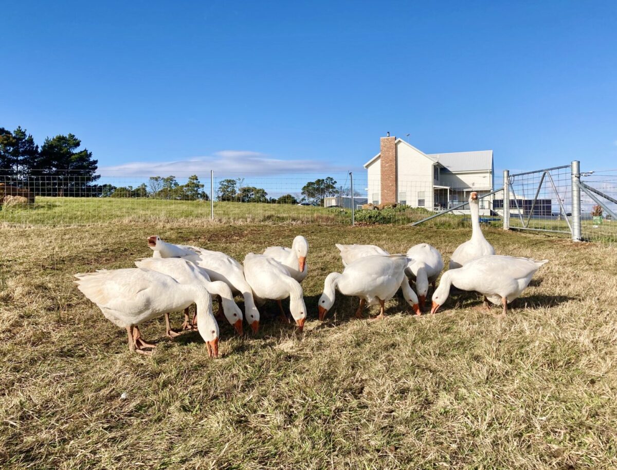 Gaggle of geese on the Silverholme lawns