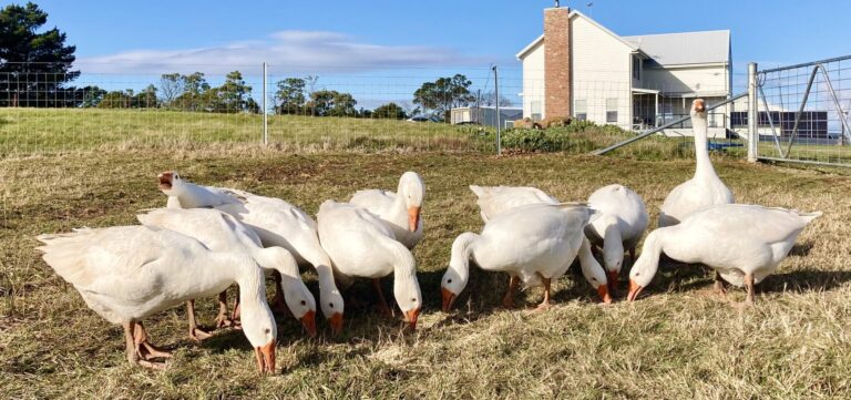 Gaggle of geese on the Silverholme lawns