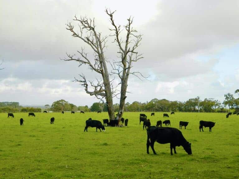 Cattle grazing in paddock