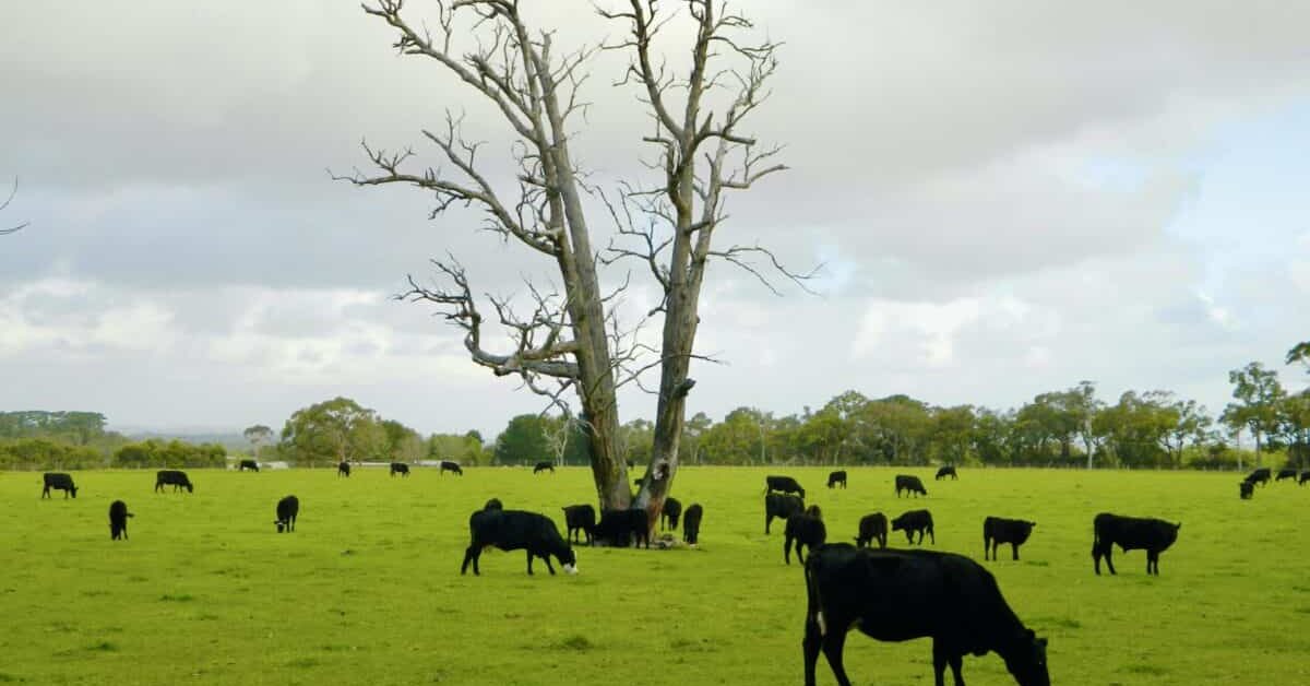 Cattle grazing in paddock