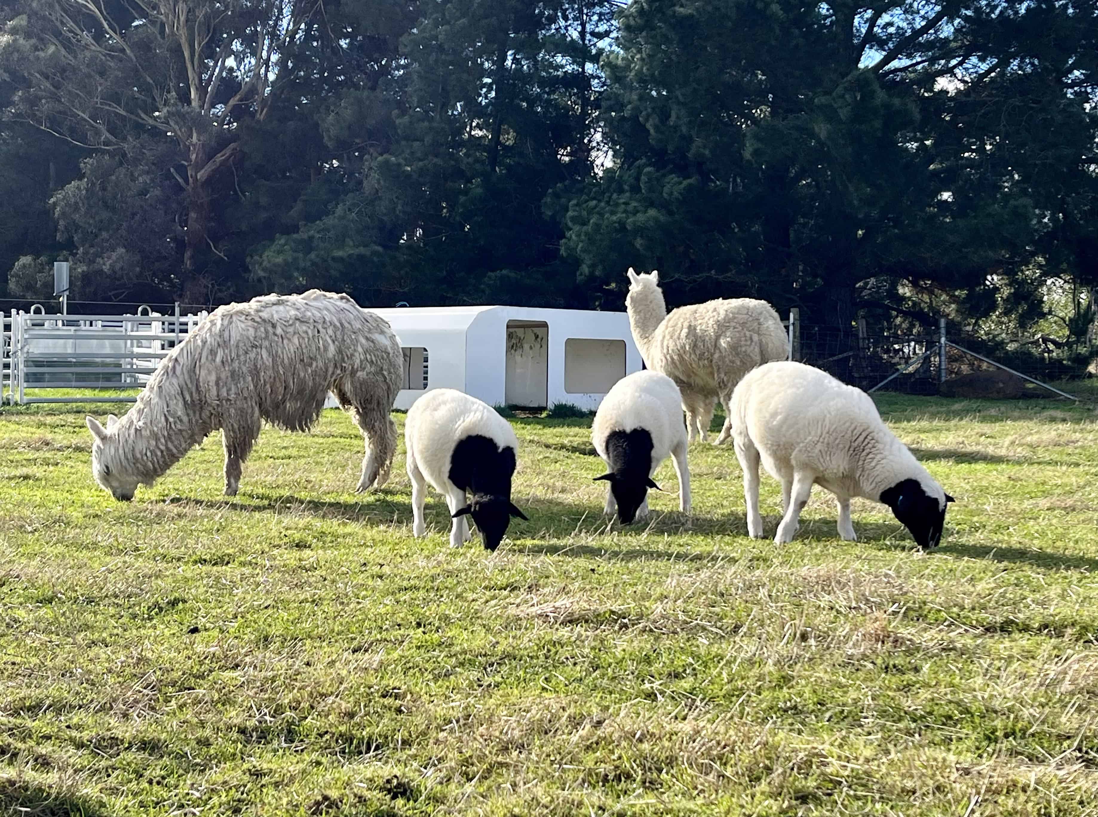 Lamb with livestock guardian alpacas - rotational grazing