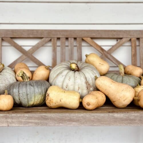 Recently harvested pumpkins: Butternut, Queensland Blue, Jarrahdale.