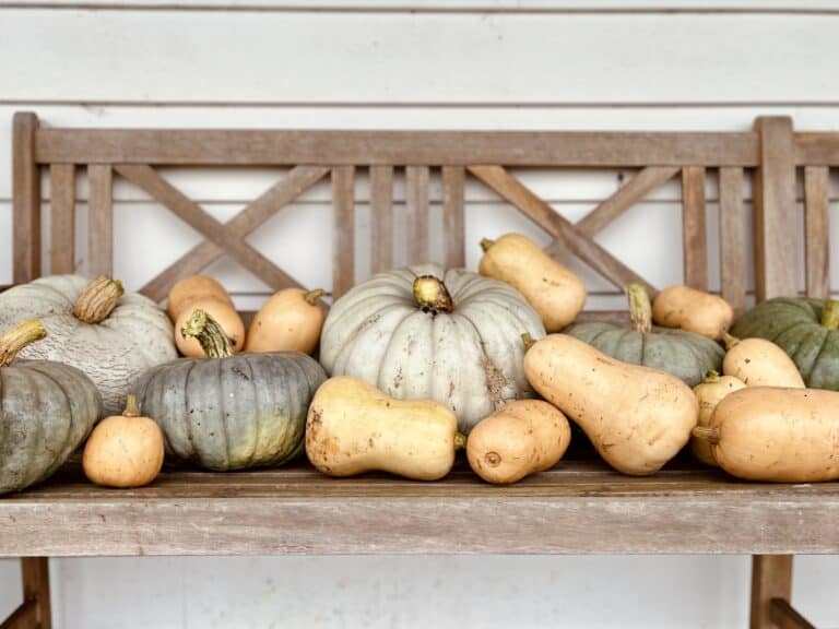 Recently harvested pumpkins: Butternut, Queensland Blue, Jarrahdale.