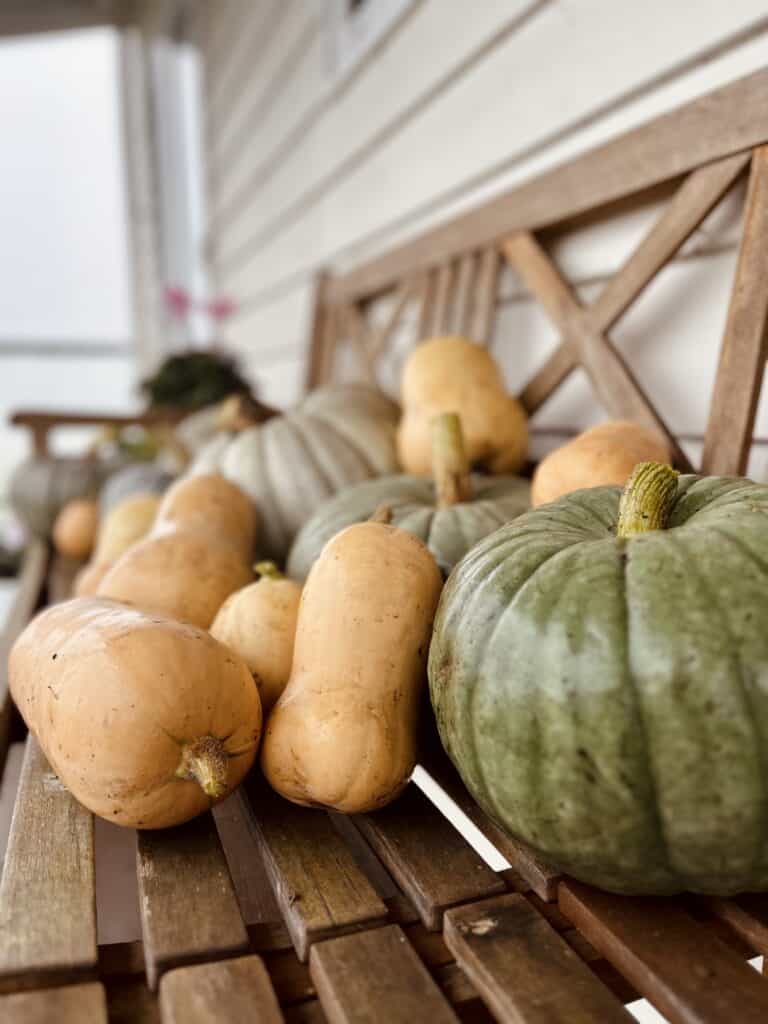 Freshly harvested pumpkins. My how to grow pumpkin guide will help you achieve a bountiful harvest.