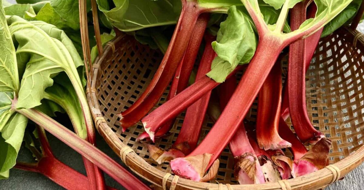 Freshly harvested rhubarb in a basket