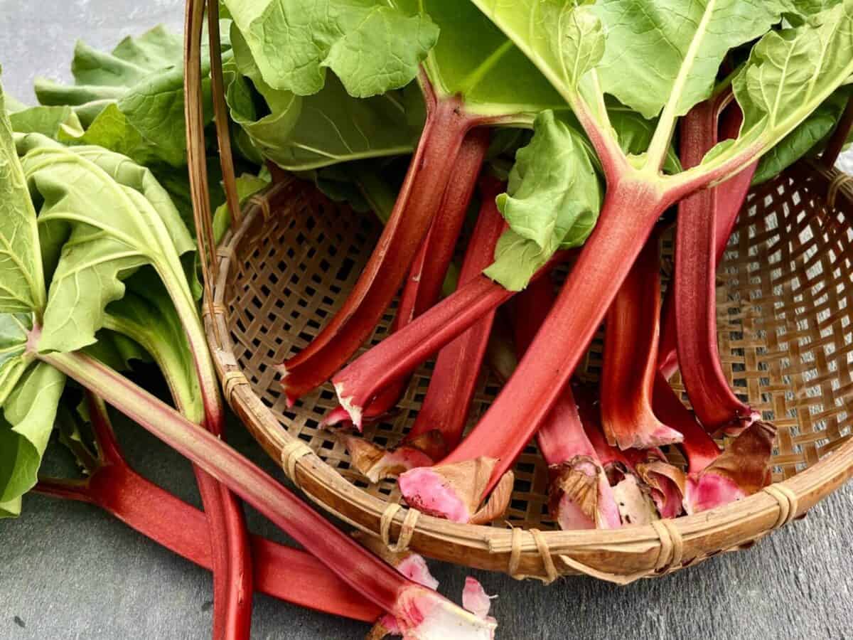 Freshly harvested rhubarb in a basket