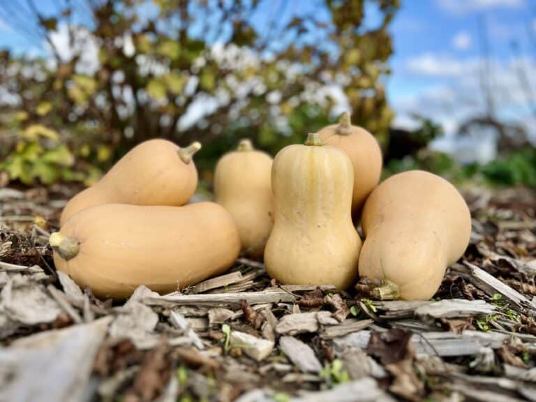 Butternut pumpkins