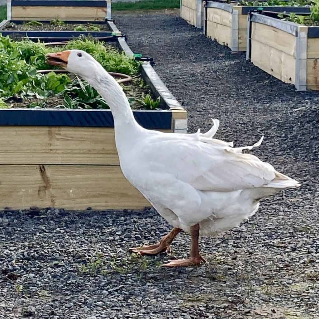 Goose in the garden