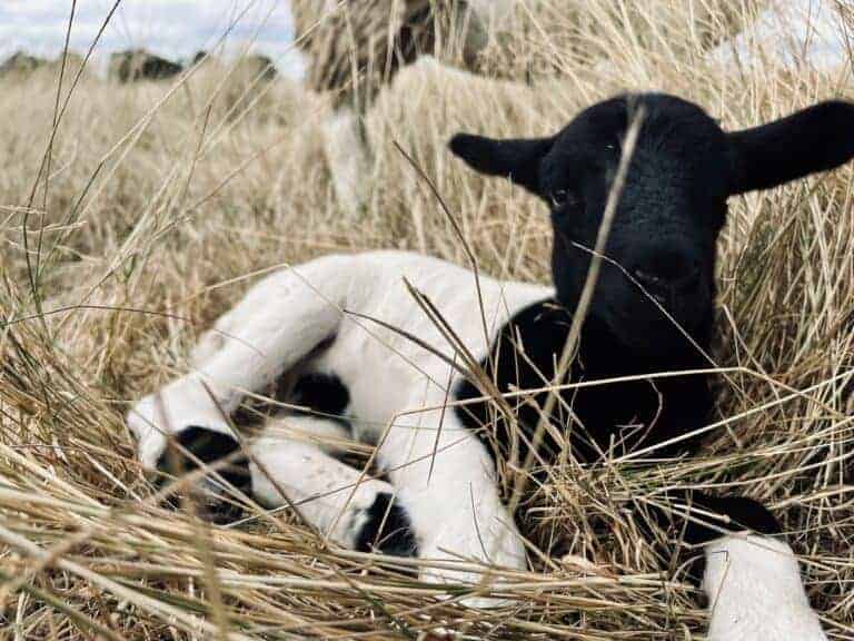 Lamb in the grass