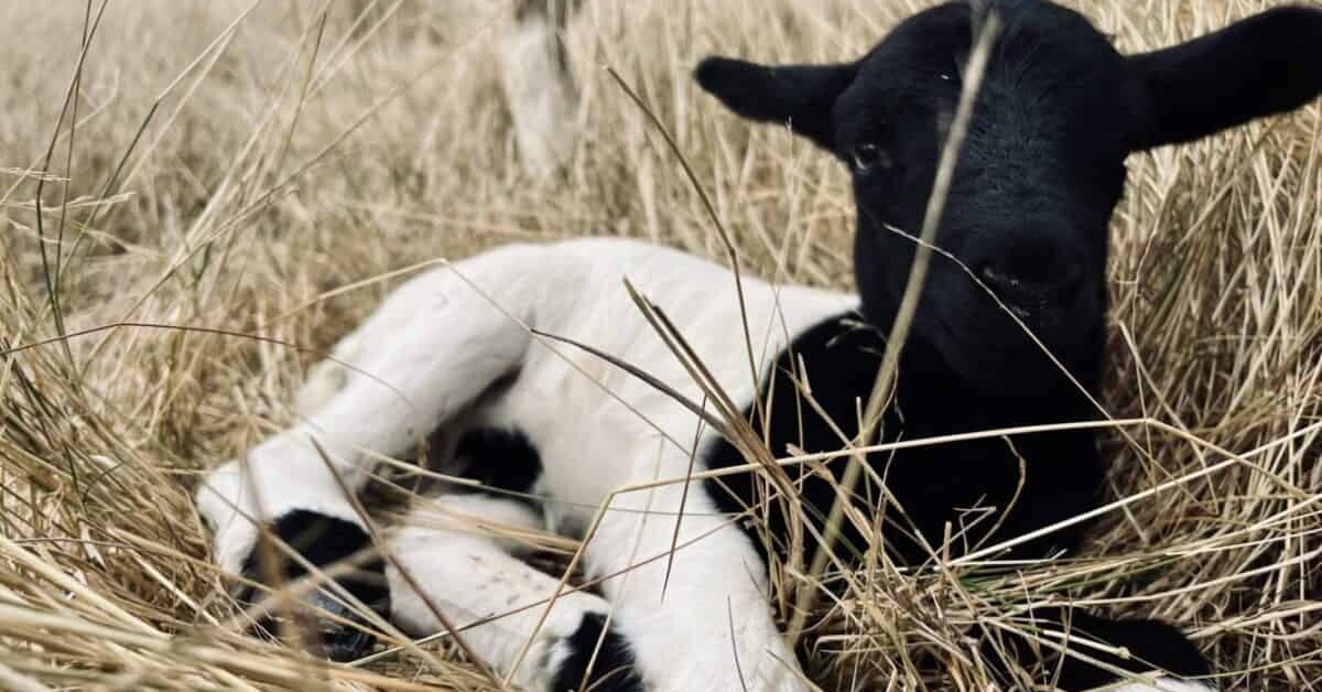 Lamb in the grass