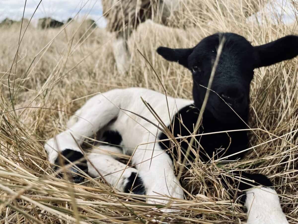 Lamb in the grass