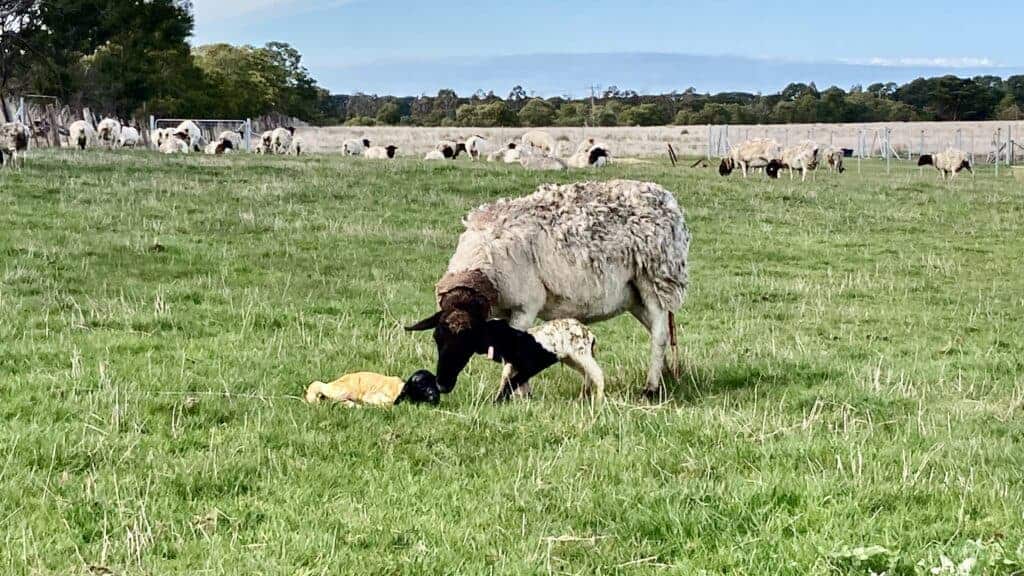 Ewe cleaning her newborn twin lambs