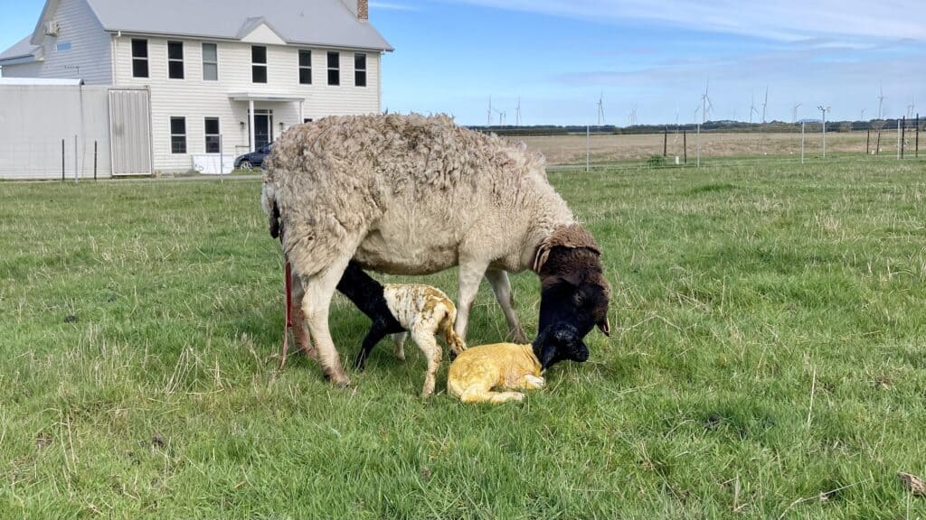 Ewe recently given birth to twins; feeding the first born while cleaning the second born.