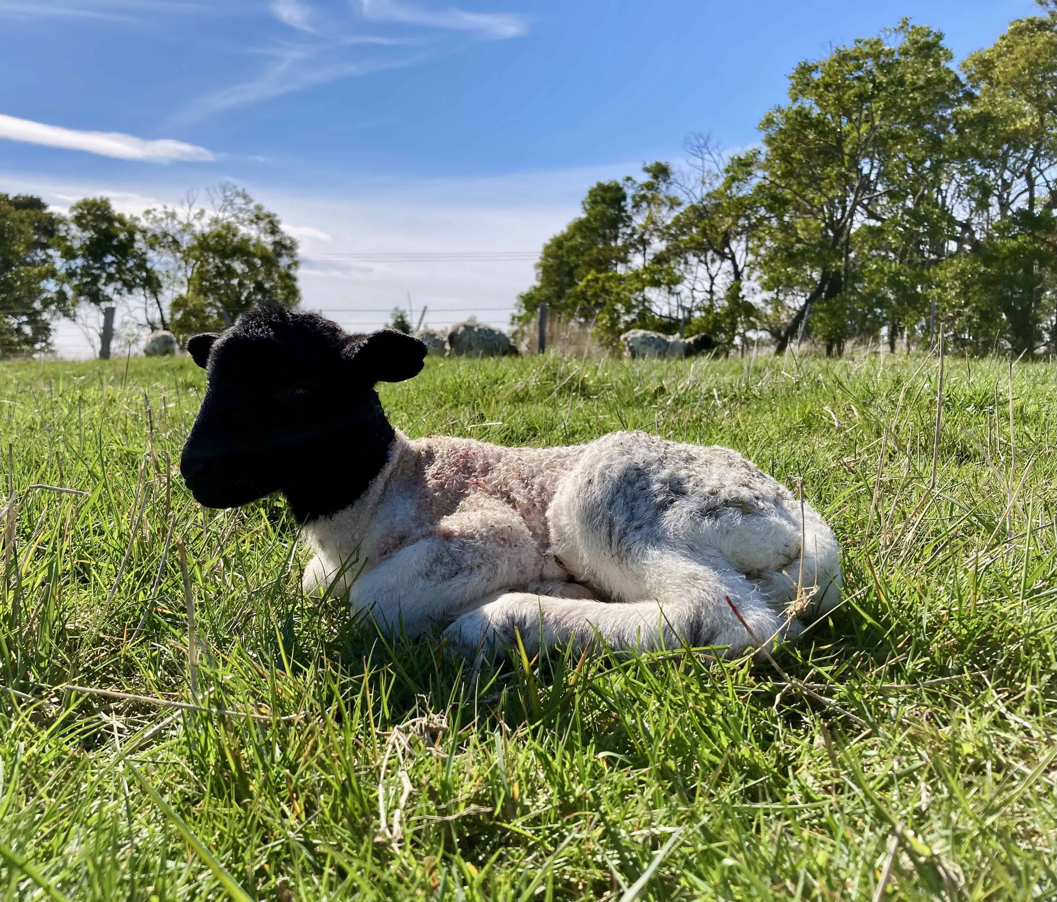 Newborn lamb recently cleaned sitting in pasture