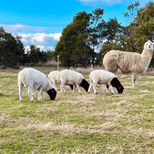 Livestock Guardian Alpaca