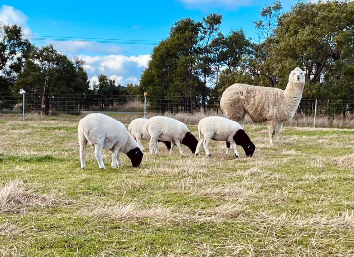 Livestock Guardian Alpaca