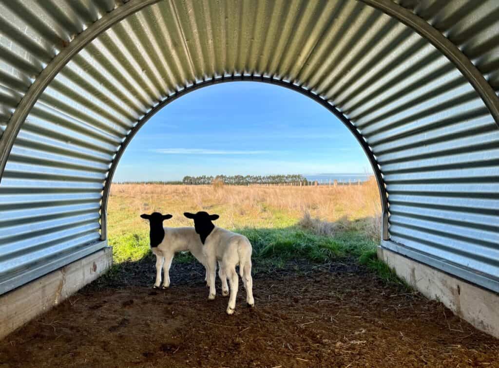 Best Livestock Guardian Animal for Lamb and Sheep