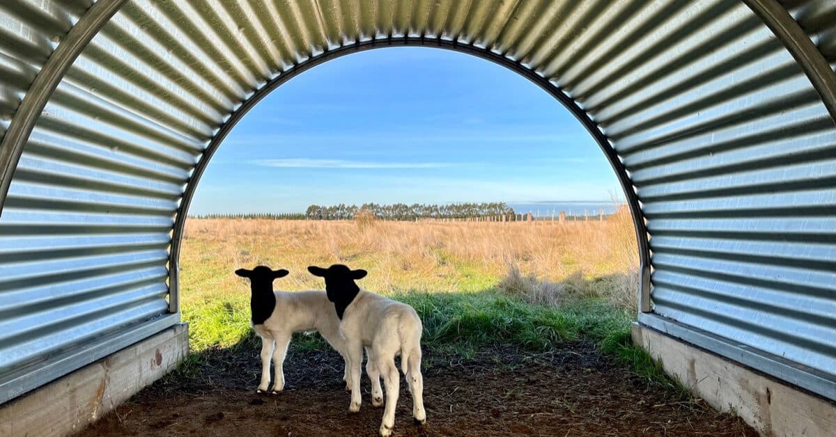 Best Livestock Guardian Animal for Lamb and Sheep