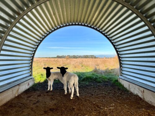 Best Livestock Guardian Animal for Lamb and Sheep