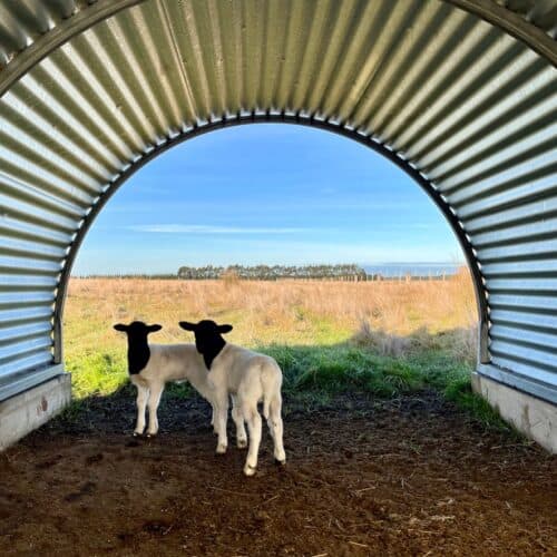 Best Livestock Guardian Animal for Lamb and Sheep