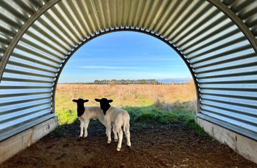 Best Livestock Guardian Animal for Lamb and Sheep