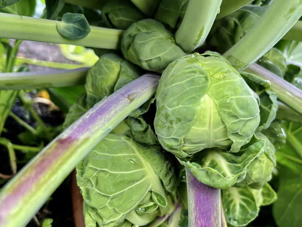 Brussels sprouts forming on plant