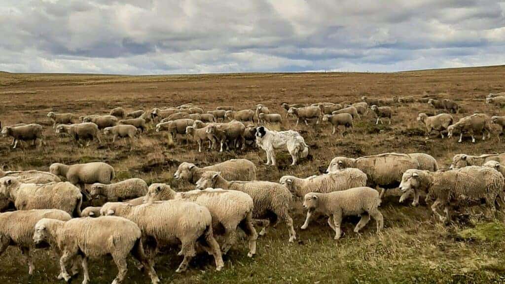 Livestock guardian dog with sheep flock