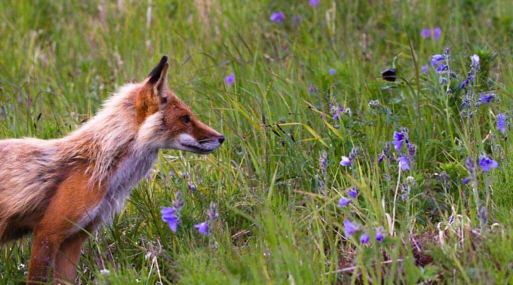 Fox in Grass