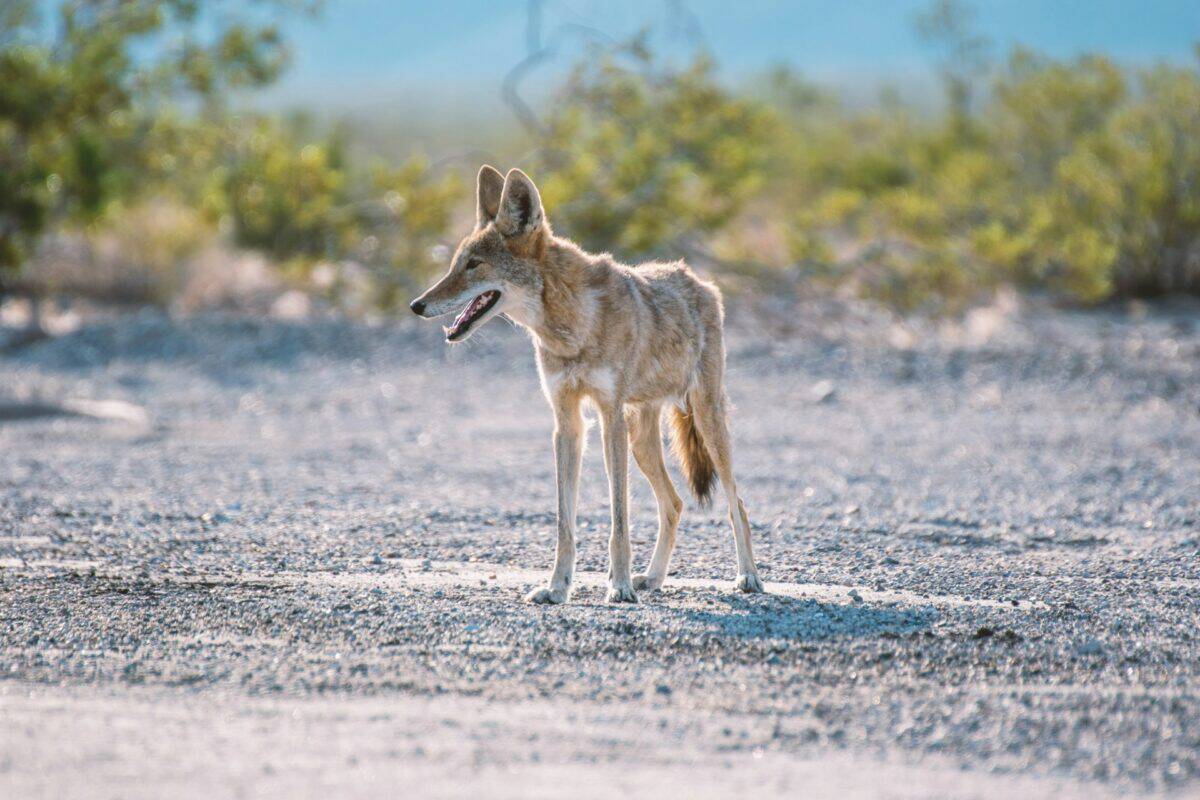 Coyote on Road