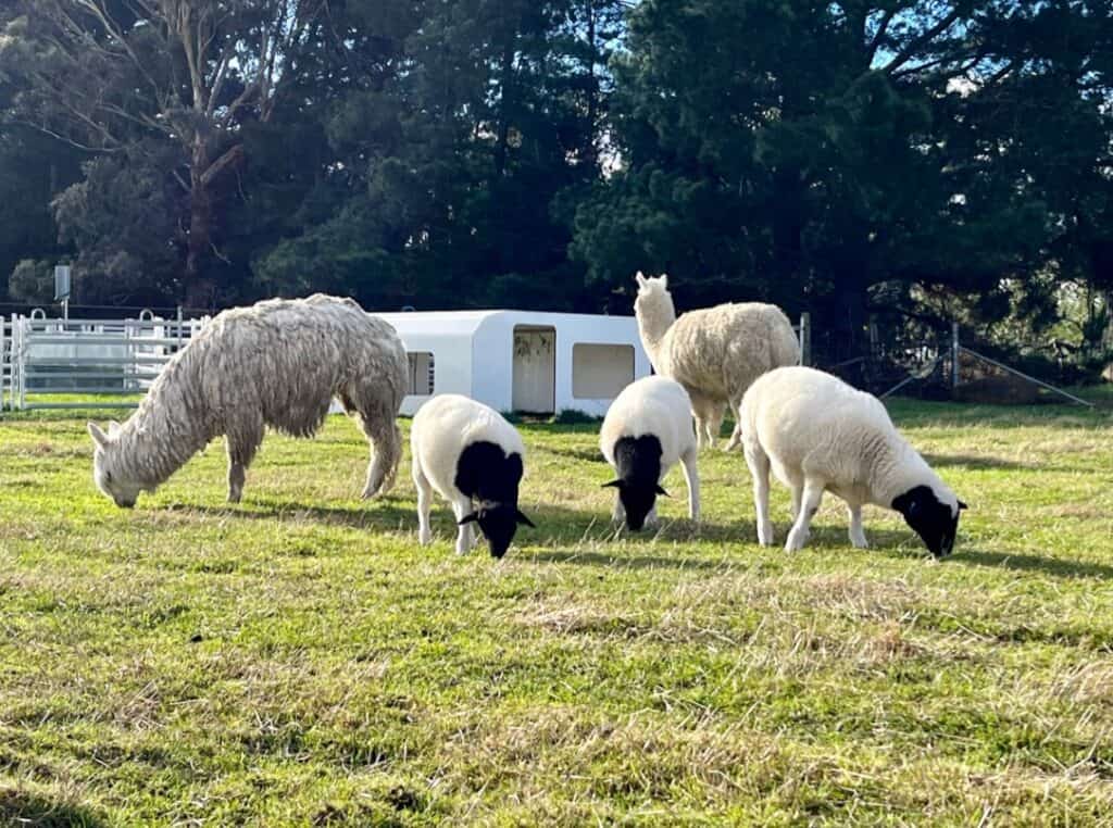 Livestock Guardian Alpaca with lambs