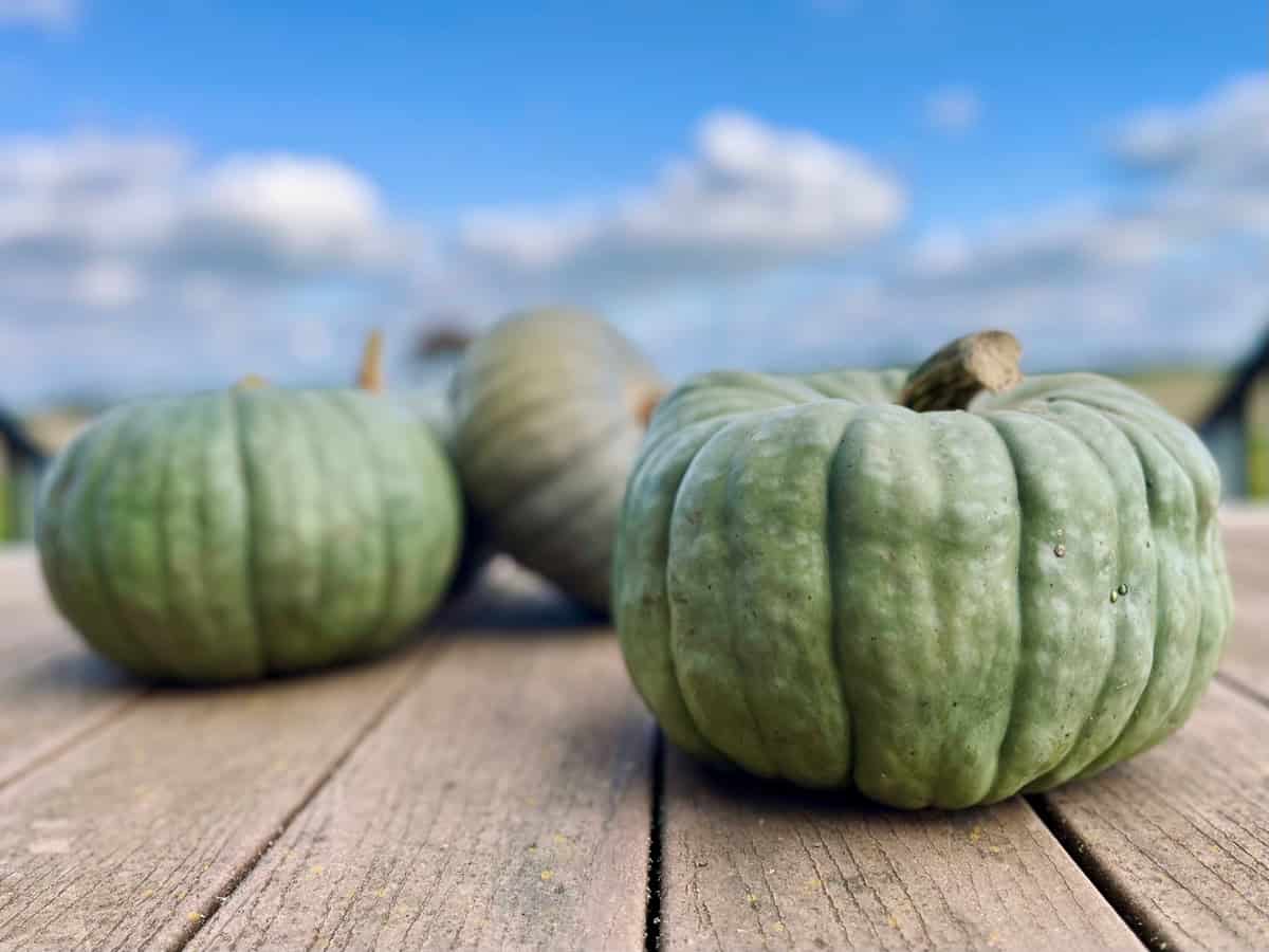 Jarrahdale Pumpkin Variety