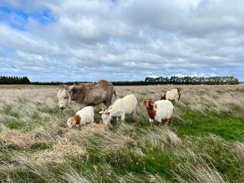 Livestock guardian donkey with goat herd