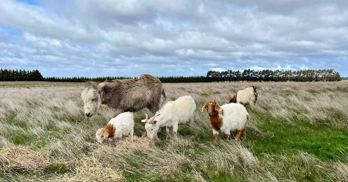 Livestock guardian donkey with goat herd