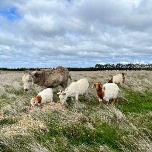 Livestock guardian donkey with goat herd