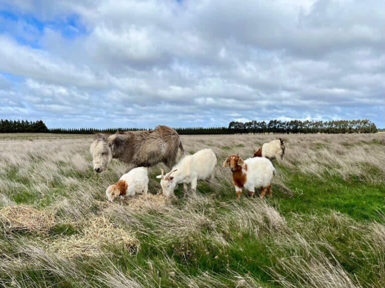 Livestock guardian donkey with goat herd