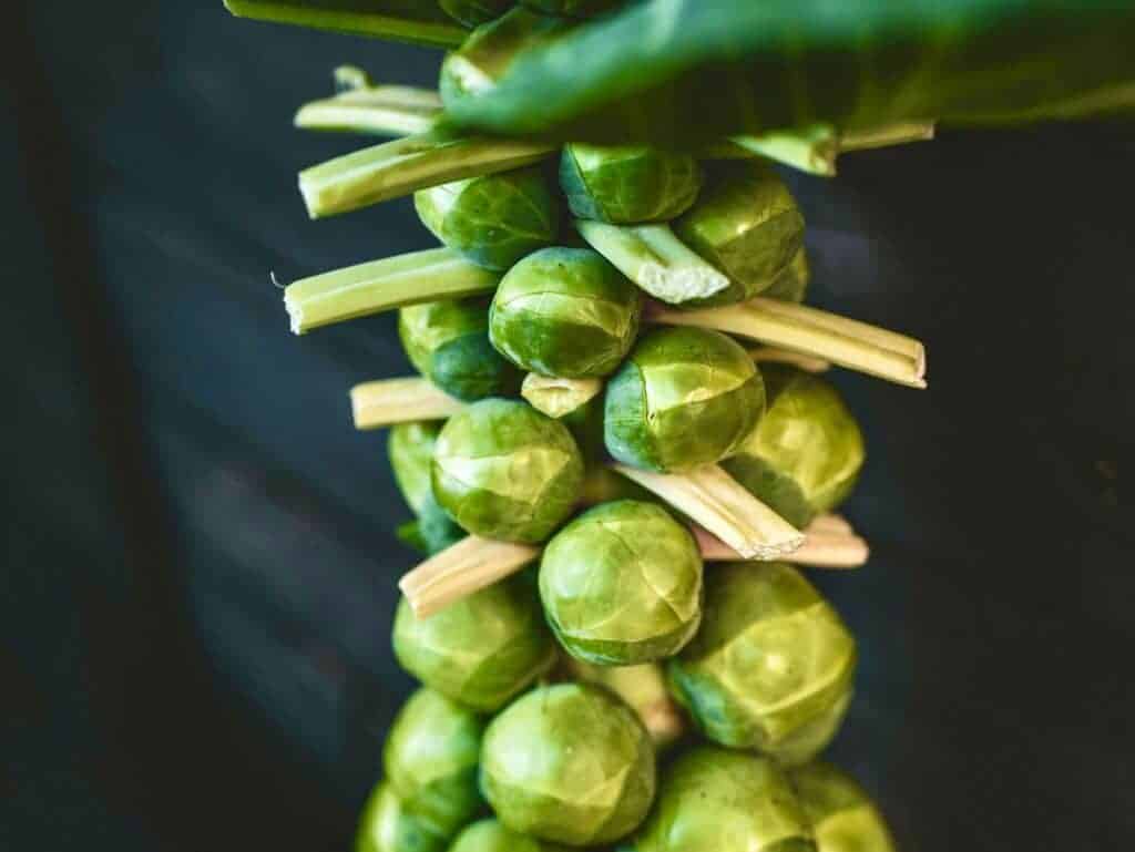 Brussels sprout stalk after pruning