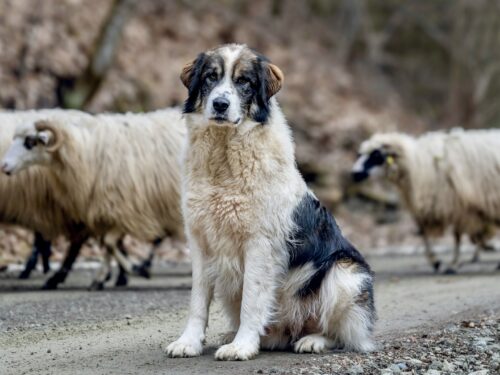 Livestock Guardian Dog