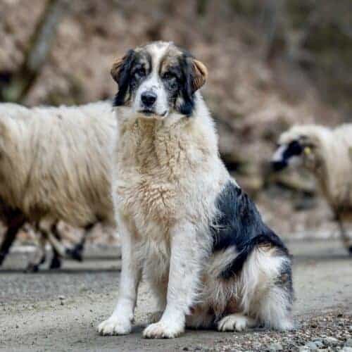 Livestock Guardian Dog