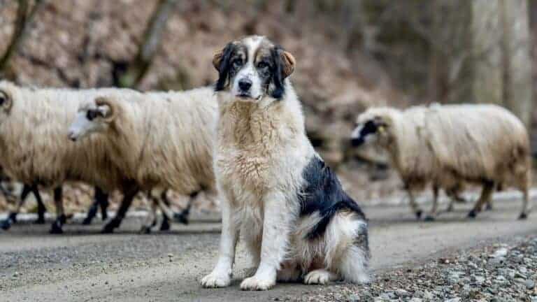 Livestock Guardian Dog