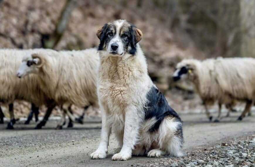 Livestock Guardian Dog