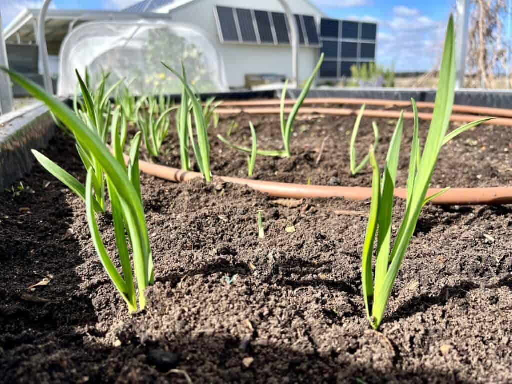 Garlic shoots in the garden