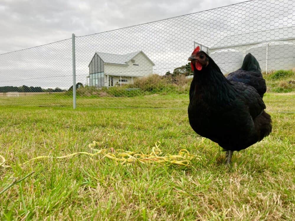 Australorp Hen, the ultimate heritage chicken breed for eggs