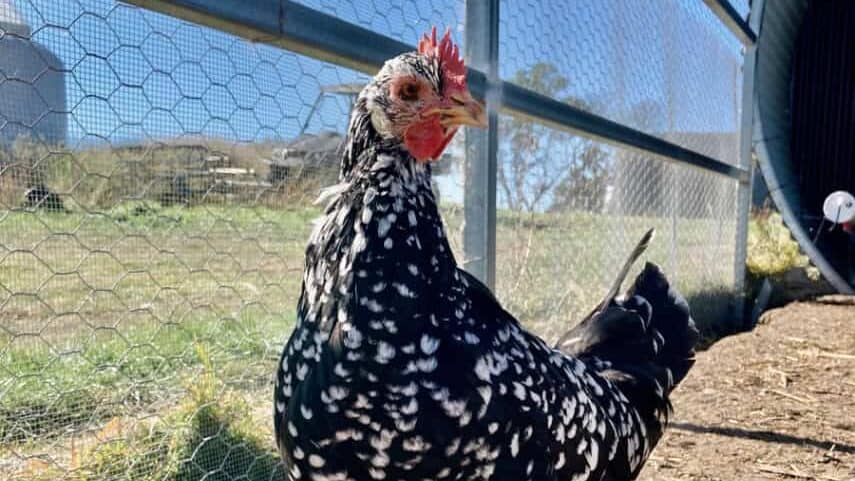 Ancona Hen, great heritage chicken breed for eggs