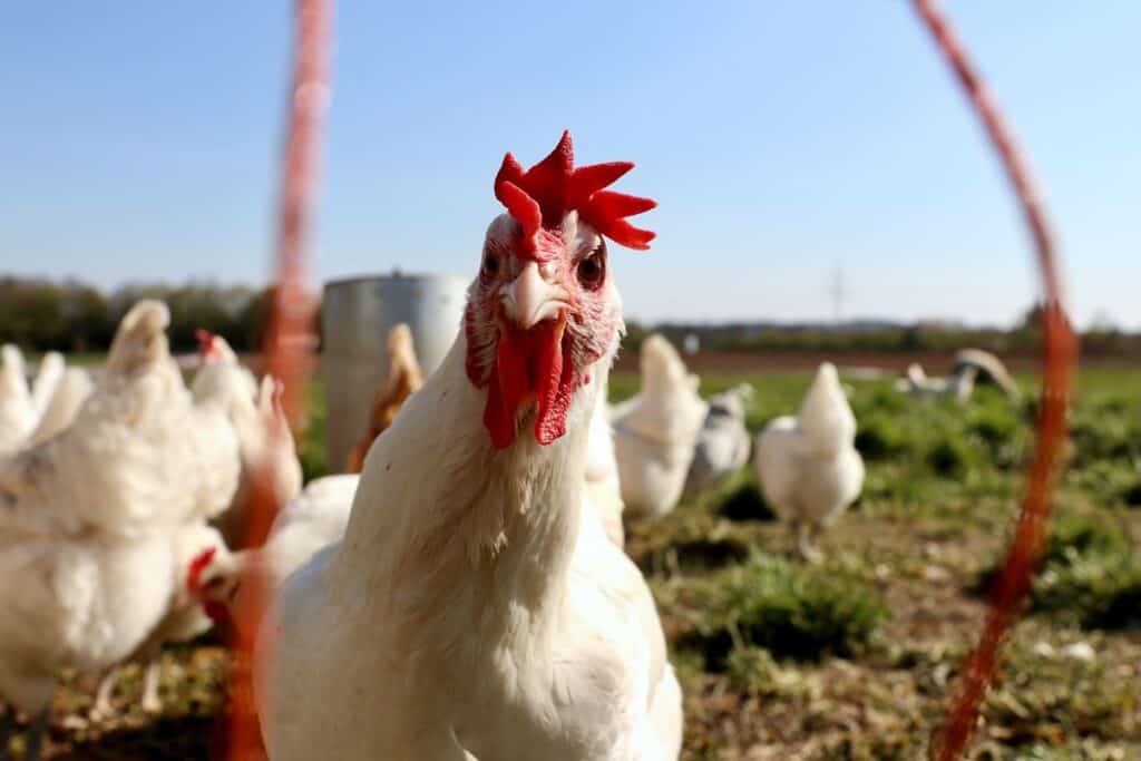 Leghorn Hen, a great heritage chicken breed for eggs