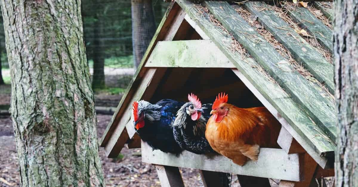 Best heritage chicken breed for meat