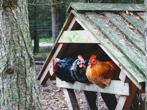 Best heritage chicken breed for meat