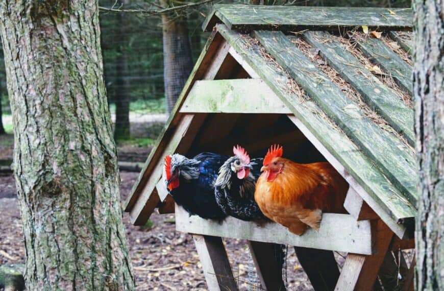 Best heritage chicken breed for meat