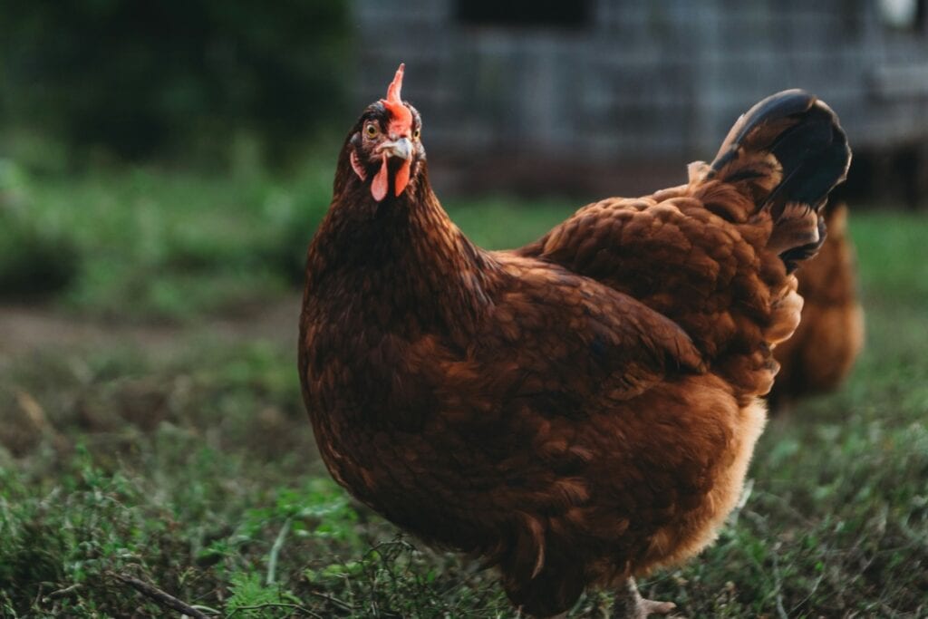 Rhode Island Red Hen, a great heritage chicken breed for eggs